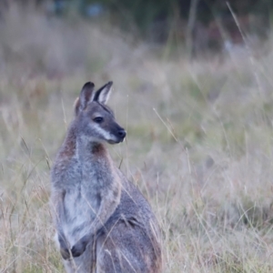 Notamacropus rufogriseus at Tidbinbilla Nature Reserve - 9 Apr 2024