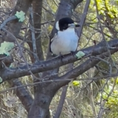 Cracticus torquatus (Grey Butcherbird) at Tharwa, ACT - 9 Apr 2024 by JimL