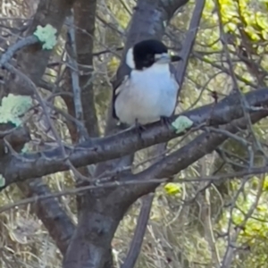 Cracticus torquatus at Tharwa, ACT - 10 Apr 2024 09:15 AM