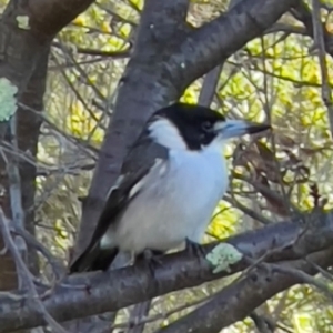 Cracticus torquatus at Tharwa, ACT - 10 Apr 2024 09:15 AM