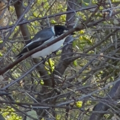 Cracticus torquatus at Tharwa, ACT - 10 Apr 2024 09:15 AM