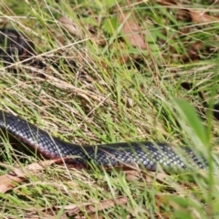 Pseudechis porphyriacus (Red-bellied Black Snake) at Kambah, ACT - 10 Apr 2024 by JimL