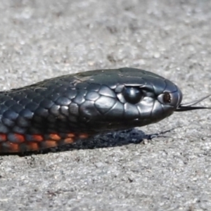 Pseudechis porphyriacus at Tidbinbilla Nature Reserve - 10 Apr 2024