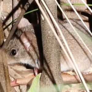 Antechinus agilis at Tidbinbilla Nature Reserve - 10 Apr 2024