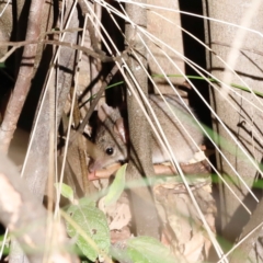 Antechinus agilis at Tidbinbilla Nature Reserve - 10 Apr 2024 04:21 PM