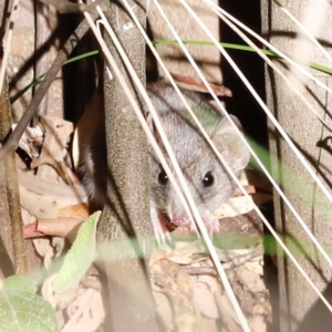 Antechinus agilis at Tidbinbilla Nature Reserve - 10 Apr 2024