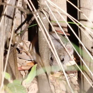 Antechinus agilis at Tidbinbilla Nature Reserve - 10 Apr 2024