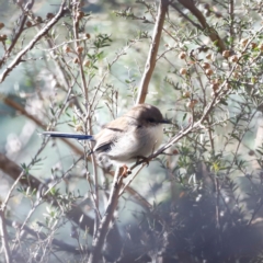 Malurus cyaneus (Superb Fairywren) at Tidbinbilla Nature Reserve - 10 Apr 2024 by JimL