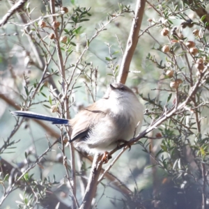 Malurus cyaneus at Tidbinbilla Nature Reserve - 10 Apr 2024