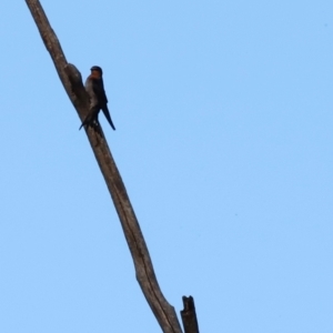 Hirundo neoxena at Tidbinbilla Nature Reserve - 10 Apr 2024