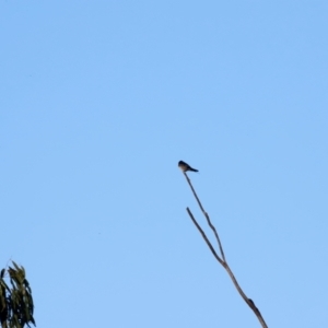 Hirundo neoxena at Tidbinbilla Nature Reserve - 10 Apr 2024