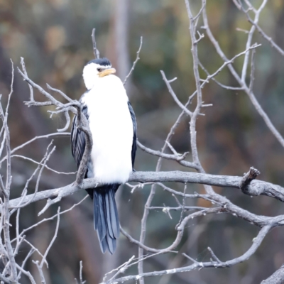 Microcarbo melanoleucos (Little Pied Cormorant) at Tidbinbilla Nature Reserve - 10 Apr 2024 by JimL