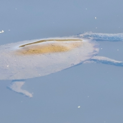 Chelodina longicollis (Eastern Long-necked Turtle) at Kambah, ACT - 10 Apr 2024 by JimL