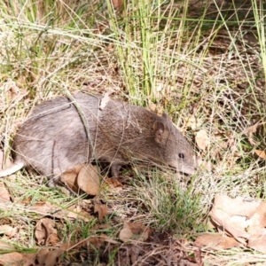 Isoodon obesulus obesulus at Tidbinbilla Nature Reserve - 10 Apr 2024 04:20 PM