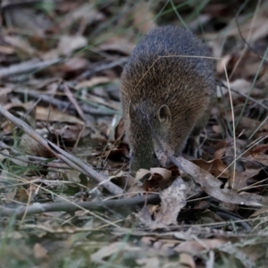 Isoodon obesulus obesulus at Tidbinbilla Nature Reserve - 10 Apr 2024 05:34 PM