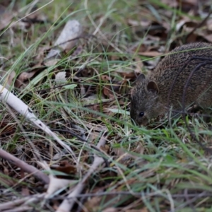 Isoodon obesulus obesulus at Tidbinbilla Nature Reserve - 10 Apr 2024 05:34 PM