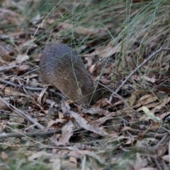 Isoodon obesulus obesulus at Tidbinbilla Nature Reserve - 10 Apr 2024 05:34 PM