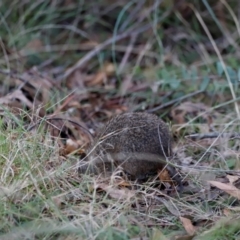 Isoodon obesulus obesulus at Tidbinbilla Nature Reserve - 10 Apr 2024 05:34 PM