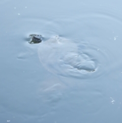 Chelodina longicollis at Tidbinbilla Nature Reserve - 10 Apr 2024