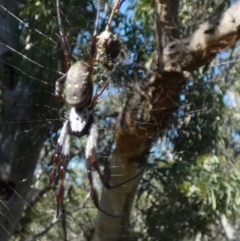 Trichonephila edulis (Golden orb weaver) at QPRC LGA - 10 Apr 2024 by Paul4K