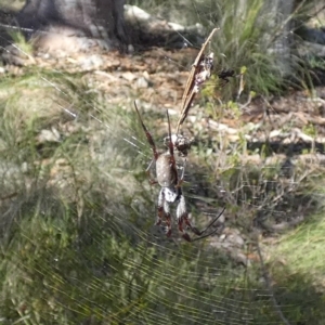 Trichonephila edulis at QPRC LGA - suppressed