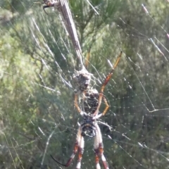 Trichonephila edulis at QPRC LGA - suppressed