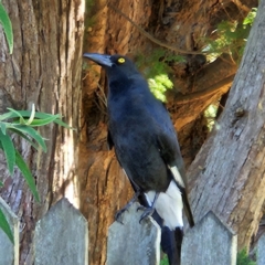 Strepera graculina (Pied Currawong) at QPRC LGA - 11 Apr 2024 by MatthewFrawley