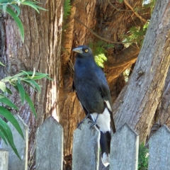 Strepera graculina at QPRC LGA - 11 Apr 2024