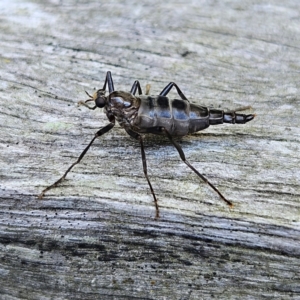 Boreoides subulatus at QPRC LGA - 11 Apr 2024