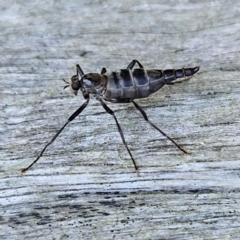 Boreoides subulatus at QPRC LGA - 11 Apr 2024