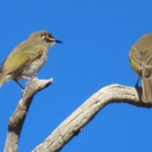 Caligavis chrysops at Callum Brae - 11 Apr 2024