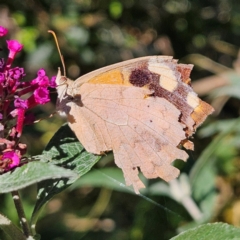 Heteronympha merope (Common Brown Butterfly) at Braidwood, NSW - 11 Apr 2024 by MatthewFrawley