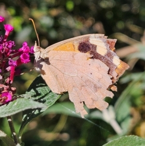 Heteronympha merope at QPRC LGA - 11 Apr 2024