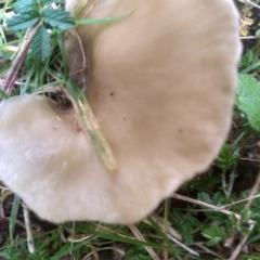 zz agaric (stem; gills white/cream) at Glenbog State Forest - 11 Apr 2024 by mahargiani