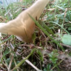 zz agaric (stem; gills white/cream) at Glenbog State Forest - 11 Apr 2024 09:20 AM