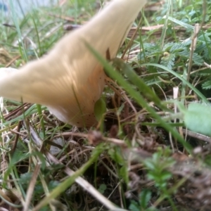 zz agaric (stem; gills white/cream) at Glenbog State Forest - 11 Apr 2024