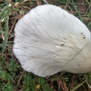 zz agaric (stem; gills white/cream) at Glenbog State Forest - 11 Apr 2024 09:20 AM