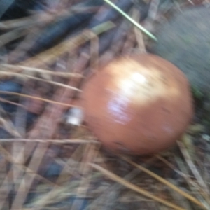 Suillus luteus at Glenbog State Forest - 11 Apr 2024