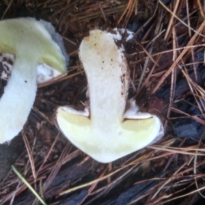 Suillus luteus at Glenbog State Forest - 11 Apr 2024