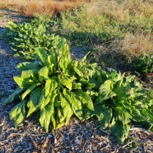Echium plantagineum at Isaacs Ridge - 11 Apr 2024