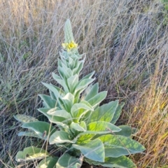 Verbascum thapsus subsp. thapsus (Great Mullein, Aaron's Rod) at Isaacs, ACT - 11 Apr 2024 by Mike