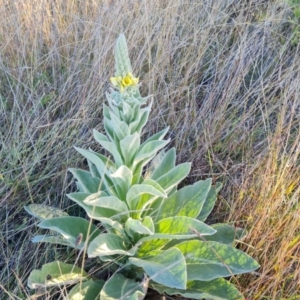 Verbascum thapsus subsp. thapsus at Isaacs Ridge - 11 Apr 2024