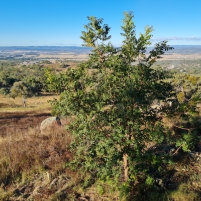 Pistacia chinensis (Chinese Pistachio) at Isaacs, ACT - 11 Apr 2024 by Mike