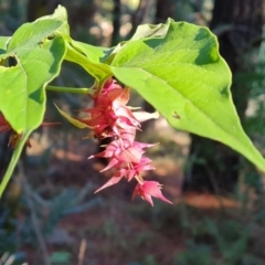 Leycesteria formosa (Himalayan Honeysuckle) at Isaacs, ACT - 11 Apr 2024 by Mike