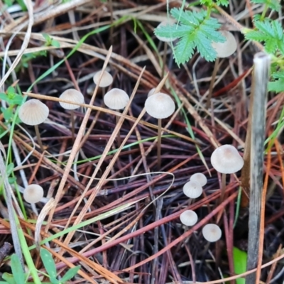 Mycena sp. (genus) (Mycena) at Isaacs Ridge - 11 Apr 2024 by Mike