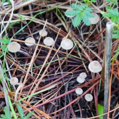 Mycena sp. (Mycena) at Isaacs Ridge - 11 Apr 2024 by Mike