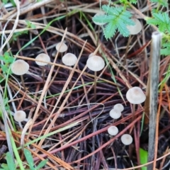 Unidentified Cap on a stem; gills below cap [mushrooms or mushroom-like] at Isaacs Ridge - 11 Apr 2024 by Mike