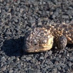 Tiliqua rugosa aspera (Eastern Shingleback) at Wyandra, QLD - 2 Oct 2020 by Petesteamer
