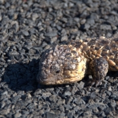 Tiliqua rugosa at Wyandra, QLD - 2 Oct 2020 by Petesteamer