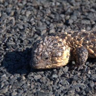 Tiliqua rugosa aspera (Eastern Shingleback) at Wyandra, QLD - 2 Oct 2020 by Petesteamer